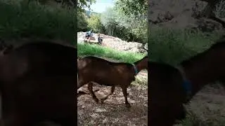 טיולי גיפים וגיפאים עם הנכדים מבקרים את העיזים הגליליות בגוש משגב - גיפון-נעים