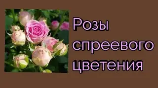 Розы спреевого цветения