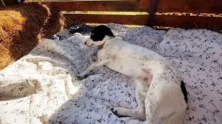 Ночь на сеновале. Кошка убежала, думали не вернется... #798