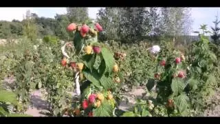 Сорта малины и малины ремонтантной Евразия, Оранжевое чудо, Дочь Геракла, Лашка описание  MoLlqohpTG