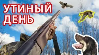 ПОШЛИ ЗА ФАЗАНОМ, ДОБЫЛИ УТОК!