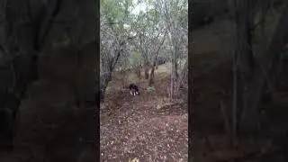 VID 20180826 коба 1часть