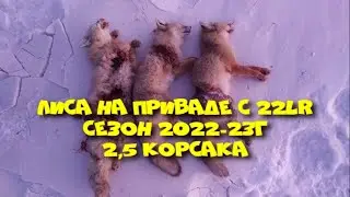 Лиса на приваде с 22lr