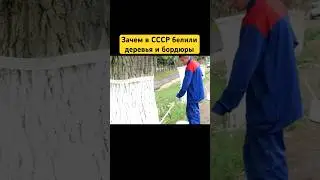 Зачем в СССР белили деревья и бордюры? 