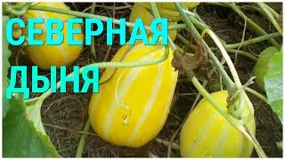 Это лучший Сорт Дыни Для Подмосковья и Северных районов