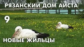 New pets in the Ryazan House of the White Stork - Issue 9 (Ciconia ciconia)