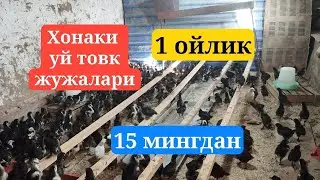 Xonaki qora tovuq jo'jalari sotuvda +998Ikromjon