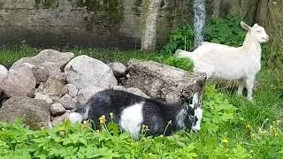 Козья горка // Goat hill