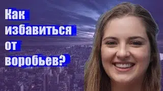 Как избавиться от воробьев?
