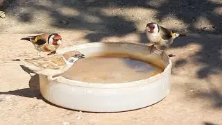 Щеглы с воробьями у воды, а также кот
