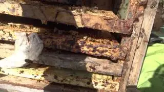 Последствия не правильной выставки пчел 6