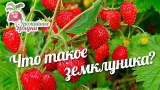 Что такое земклуника? #urozhainye_gryadki