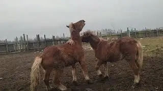 выпустили молодых жеребцов