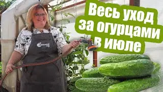 Как ухаживать за ОГУРЦАМИ В ИЮЛЕ. Полив, подкормки и борьба с болезнями