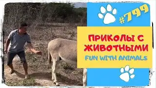 Приколы с Животными 😂 Приколы про Животных 😜 Funny Animals