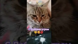 С добрым утром 🐱🥰💋 