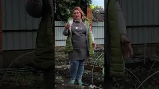 Как поливать капусту #антоновсад  #полив #капуста