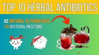 Top 10 Herbal Antibiotics as Natural Alternatives for Bacterial Infections