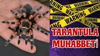 Tarantula Bakımı & Sohbet
