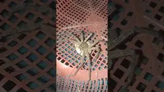 laba laba makan biji rambutan