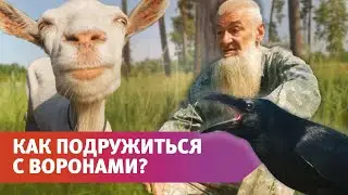 В Бузулукском районе житель дружит с воронами