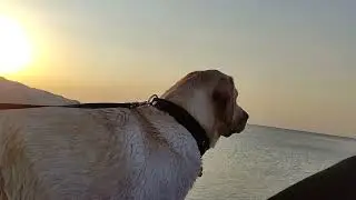 Лабрадор Плавает на Рассвете в Море