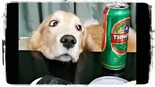СМЕШНЫЕ СОБАКИ 2018, приколы с животными  | FUNNY DOGS 2018, fun with animals 