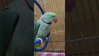 Rio ki favourite chez kya h ?