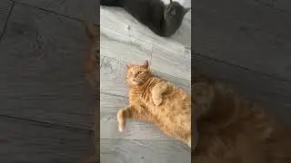 Коты на чиле🤪#турция #котики