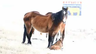 Photographing WILD HORSES in Wyoming