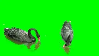 Футаж - Черные лебеди
