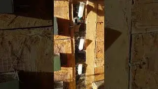 Тёплая вода для кроликов