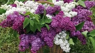 День рождения Александры Николаевны Кузьминской     2014 год