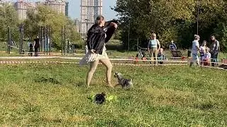 Танец с собакой породы цвергшнауцер на дне домашнего любимца в Строгинской пойме 24 сентября 2023 г