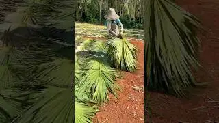 Full Steps Of Making Palm Leaf Fans #handmade #craft #amazing