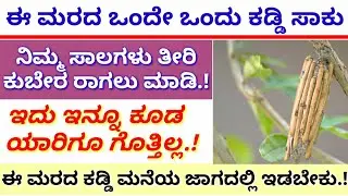ಈ ಮರದ ಒಂದೇ ಕಡ್ಡಿ ಸಾಕು || ನಿಮ್ಮ ಎಲ್ಲಾ ಸಾಲಗಳು ತೀರಿ ಕುಬೇರರಾಗಲು || ಈ ಮರದ ಕಡ್ಡಿಯನ್ನು ಮನೆಯ ಆ ಜಾಗದಲ್ಲಿ ಇಡಿ.