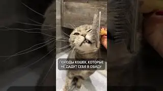 Кошки не дадут себя в обиду