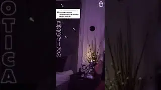 Сколько зарабатывают модели в Экзотике? | EXOTICA STUDIO