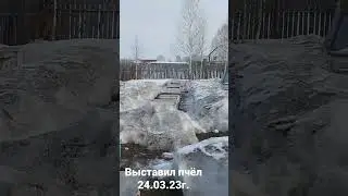 Выставил пчёл 24.03.23г.