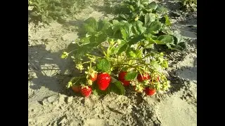 Сею садовую землянику на рассаду.
