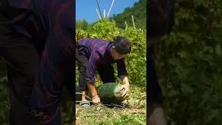 Giant Winter Melon 