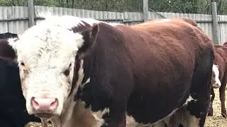 Забой БЫКА 16