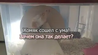 Хомяк сошел с ума! Зачем она так делает