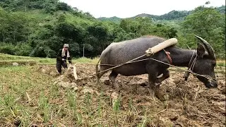Zon and Vang Hoa Meet the people who make life , Survival Instinct, Wilderness Alone, Ep 241