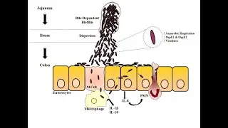 Christina Faherty, PhD: Understanding how host factors affect Shigella pathogenesis