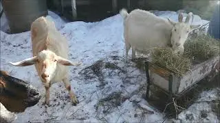 Козы зимняя прогулка и роды.Главная и наглая коза!