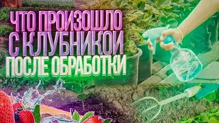 Мурано, Краппо - 10, Номерной. рассада спустя 2 месяца после гербицидной обработки.