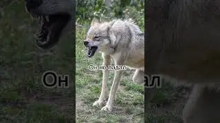 #мемы#волк#рекомендации#мудрость#цитаты#животные