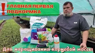 Первая Важная фосфорная подкормка рассады Томата,мощная Корневая система