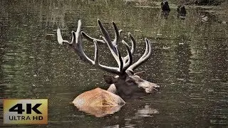 4K Pure Natur in/um Berlin mit der FZ2000